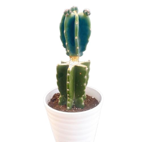 ドライガーデン 植物 サボテン」の人気商品一覧 | 安い商品を通販